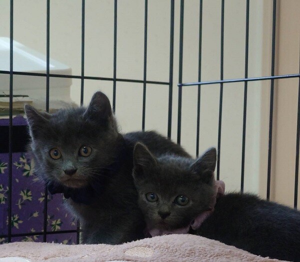 グレーな男の子　あんず サムネイル4