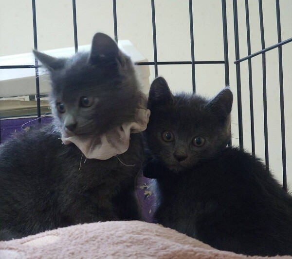 グレーな男の子　あんず サムネイル5