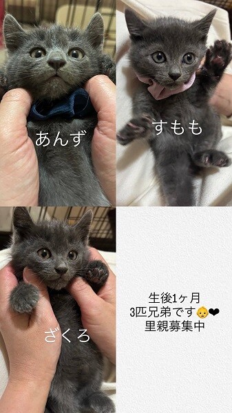 グレーな男の子　あんず サムネイル7