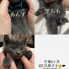 グレーな男の子　あんず サムネイル7