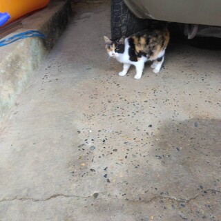 ミケ、メス、推定1歳未満の子猫。新潟県内届けます。