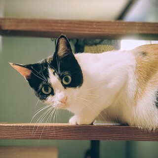 身体が小さめの三毛猫　雛