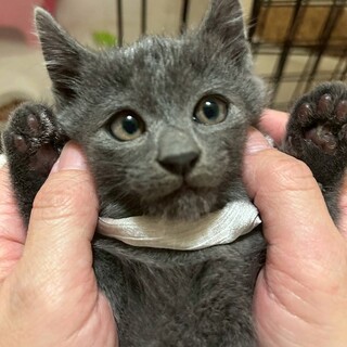 グレーな男の子　ざくろ