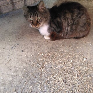 成猫、メス。新潟県内お届けします。