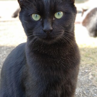 ちょっぴりシマ模様☆ミニクロちゃん！