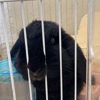 ホーランドロップイヤー