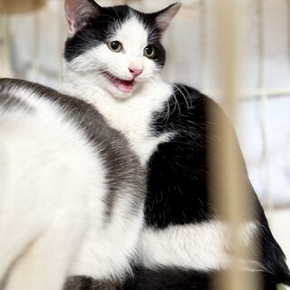 ふくふくまんまる美少年おにぎり小僧くん