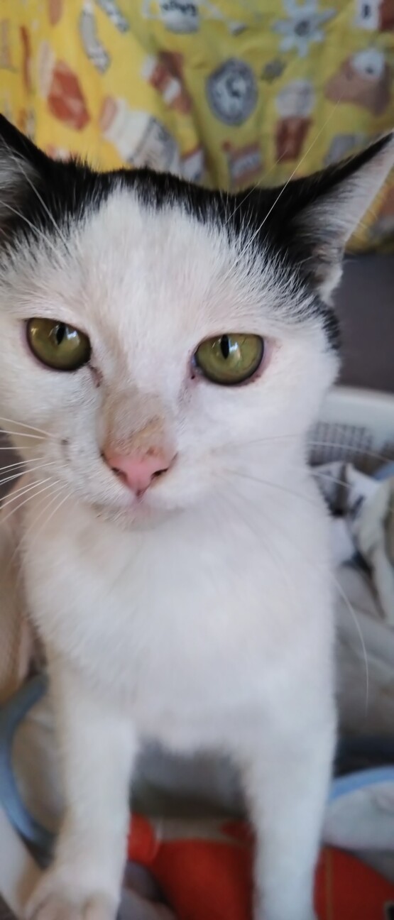 いつもぼんやり眠そう　おチビ☆ サムネイル2