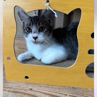 熊本の山中に7匹で遺棄、幸せになりたい