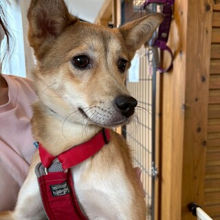 実は甘えん坊【ジャンバ】くん