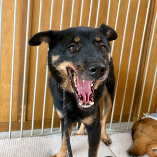 控えめおっとりな【ヘルメス】くん