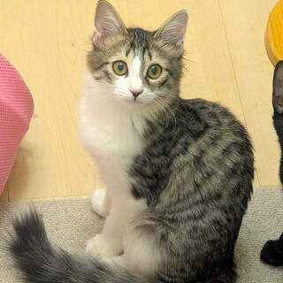 【3/29東日本橋】おっとり半長毛♡ランちゃん