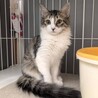 【3/29東日本橋】おっとり半長毛♡ランちゃん サムネイル2