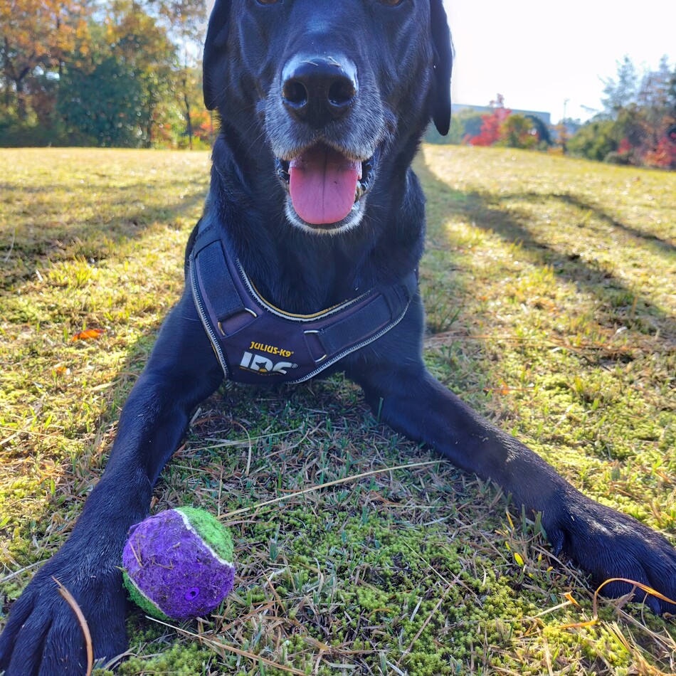 ききくんのカバー写真