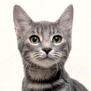 【1/25東日本橋】アメショ柄の活発男子♡ワク