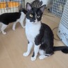 【3/29東日本橋】甘えん坊♡玄太くん サムネイル3