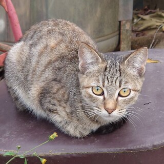 里親になってくれる方を募集します。