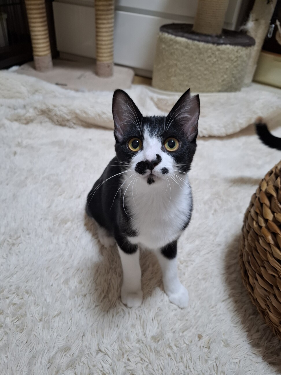 人慣ればっちり抱っこOK♡まりんちゃん8か月 サムネイル5