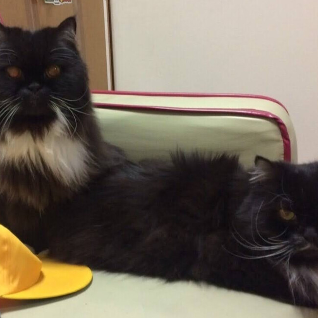 さはかめのカバー写真