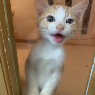 はっち・犬大丈夫、人間大好き、初心者向き