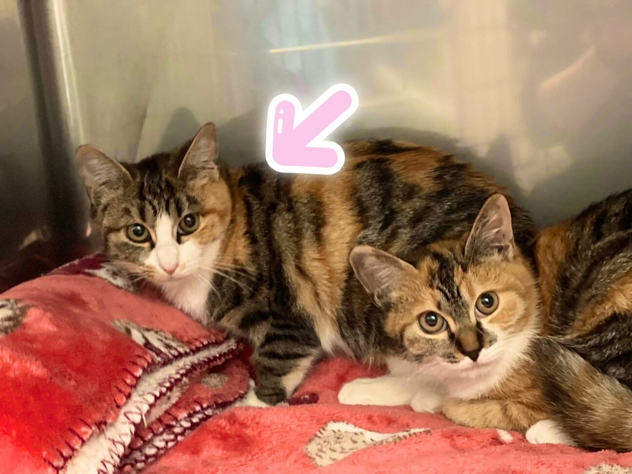 キリッと美人なキジ三毛⭐」神奈川県 - 猫の里親募集(530862