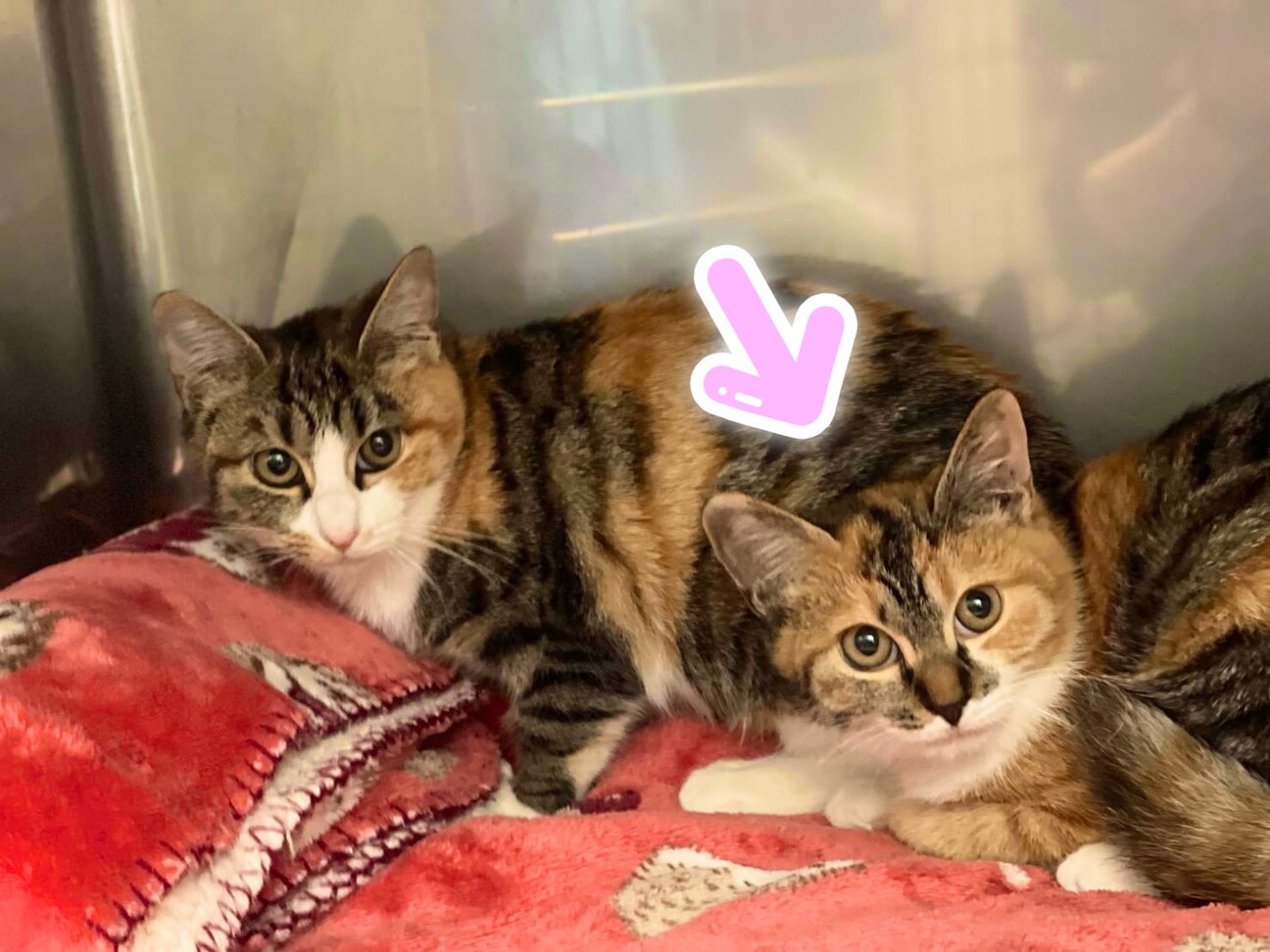 つぶらな瞳のキジ三毛ちゃ」神奈川県 - 猫の里親募集(530886) 1枚目