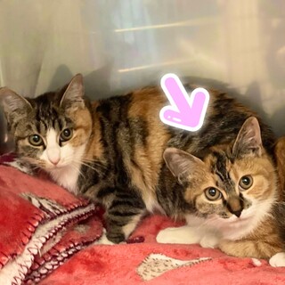 つぶらな瞳のキジ三毛ちゃん★鼻が黒いかぜちゃん