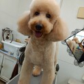スタンダードプードル7才女の子♀なるちゃん