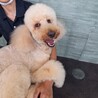 スタンダードプードル7才女の子♀なるちゃん サムネイル3