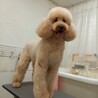 スタンダードプードル7才女の子♀なるちゃん サムネイル4