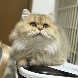 ブリーダー引退　チンチラゴールデン