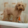 スタンダードプードル7才女の子♀なるちゃん サムネイル7