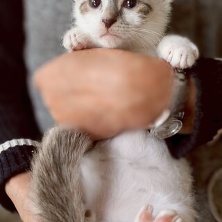 白猫4兄妹の男の子♡みかげ