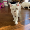 白猫4兄妹の男の子♡みかげ サムネイル2