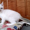 白猫4兄妹の男の子♡みかげ サムネイル4