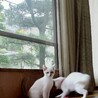 白猫4兄妹の男の子♡みかげ サムネイル5