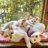 白猫4兄妹の男の子♡みかげ サムネイル7
