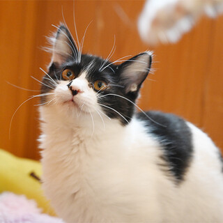 生後４か月の食いしん坊な黒白くん(*^^*)