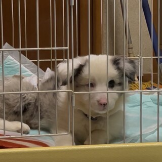 ボーダーコリー♂3ヶ月