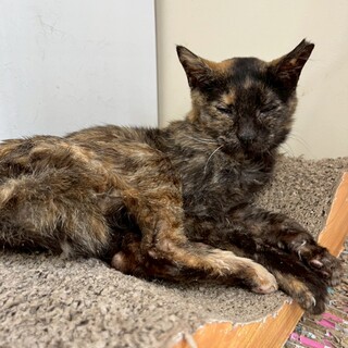 被災地よりやってきた老猫のサビ猫さん