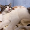 兄弟譲渡希望/千葉県/甘えん坊でお利口さん♡ サムネイル6