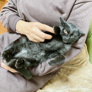 4ヶ月◼️去勢チップ済み◼️黒（スモーク