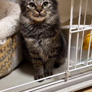 毛長ふさふさ可愛いとわちゃん