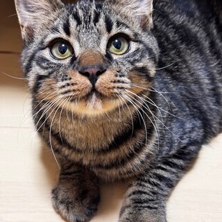 トライアルに入りました。甘えん坊のゴウ君