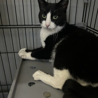 めちゃくちゃ人馴れしてるハチワレちゃん