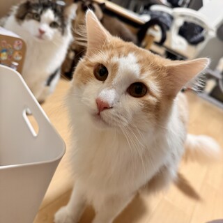 ノルウェージャンフォレストキャット1歳