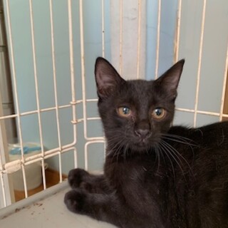 人馴れ進んでます！可愛い頃猫モアちゃん