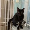 人馴れ進んでます！可愛い頃猫モアちゃん サムネイル2