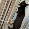 人馴れ進んでます！可愛い頃猫モアちゃん サムネイル3