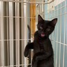 人馴れ進んでます！可愛い頃猫モアちゃん サムネイル4